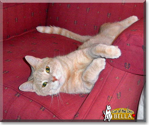 Bella, the Cat of the Day