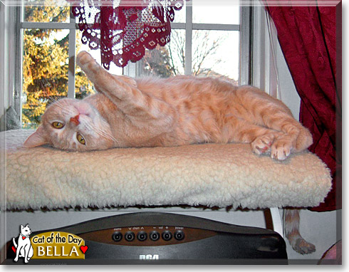 Bella, the Cat of the Day