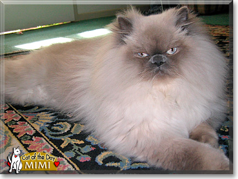 Mimi, the Cat of the Day