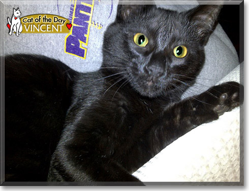 Vincent, the Cat of the Day