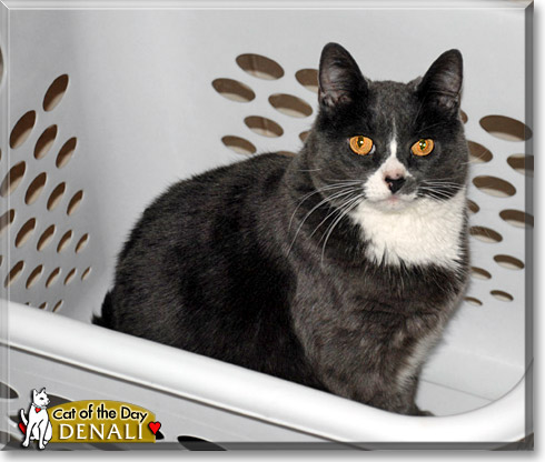 Denali, the Cat of the Day