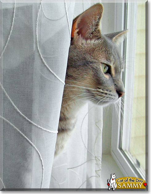 Sammy, the Cat of the Day