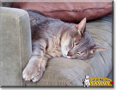 Sammy, the Cat of the Day