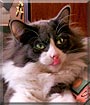 Mittens