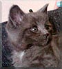 Clyde