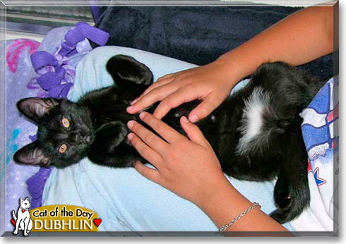Dubhlin, the Cat of the Day