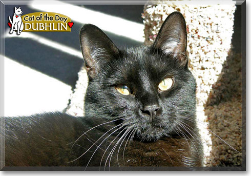 Dubhlin, the Cat of the Day Dubhlin, the Cat of the Day