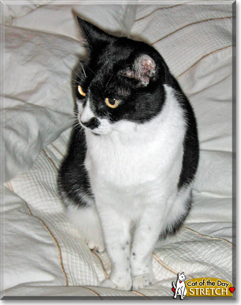 Stretch, the Cat of the Day