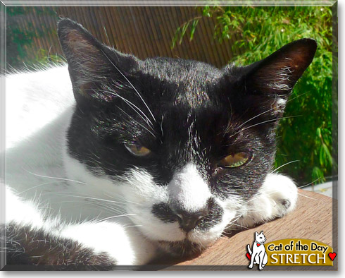 Stretch, the Cat of the Day Stretch, the Cat of the Day