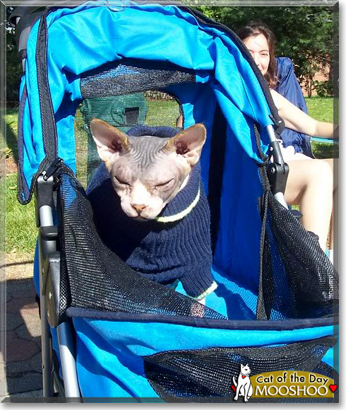MooShoo of Siam, the Cat of the Day