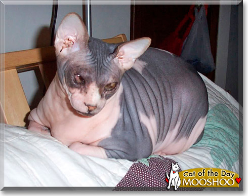 MooShoo of Siam, the Cat of the Day