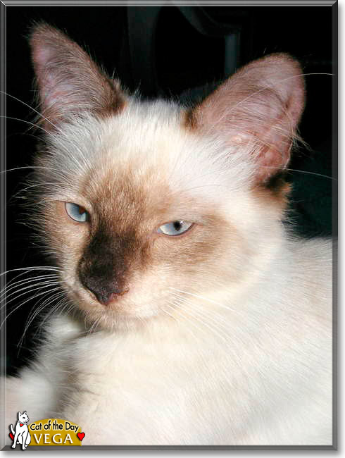 Vega, the Cat of the Day
