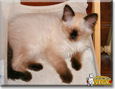 Vega, the Cat of the Day Vega, the Cat of the Day