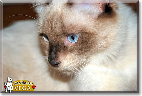 Vega, the Cat of the Day Vega, the Cat of the Day