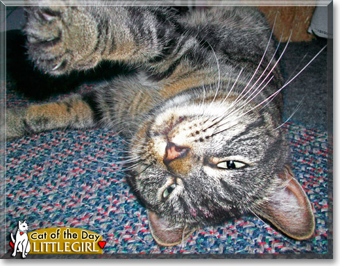 Littlegirl, the Cat of the Day