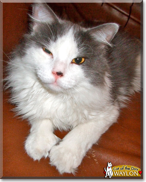 Waylon, the Cat of the Day