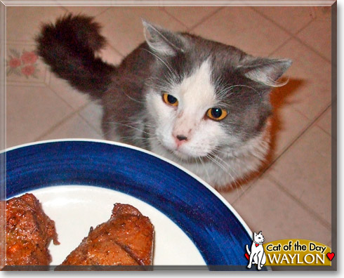 Waylon, the Cat of the Day