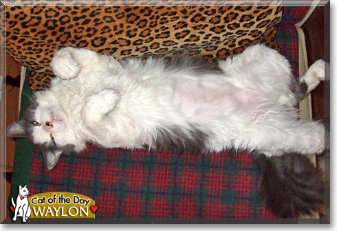 Waylon, the Cat of the Day