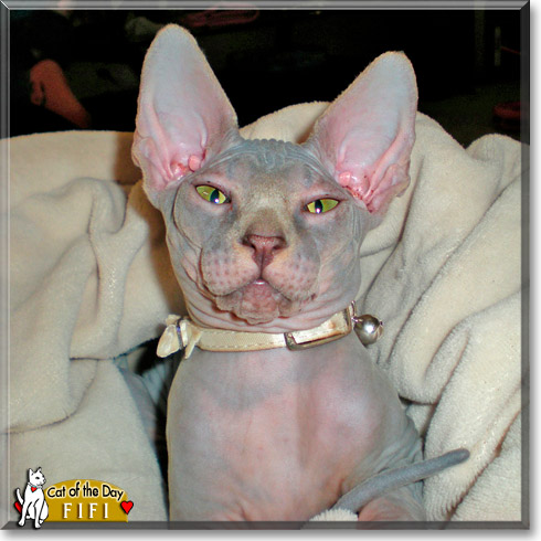 Fifi, the Cat of the Day