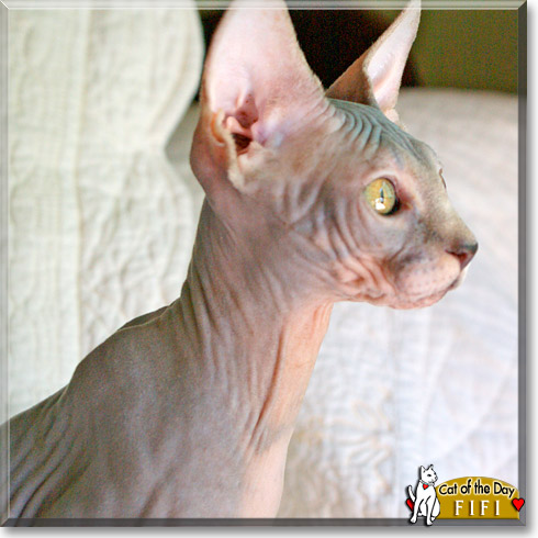 Fifi, the Cat of the Day Fifi, the Cat of the Day