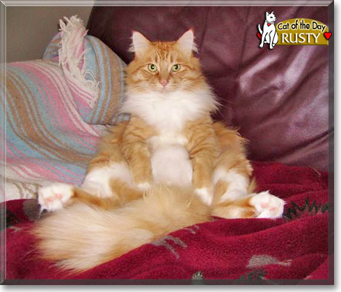 Rusty, the Cat of the Day Rusty, the Cat of the Day