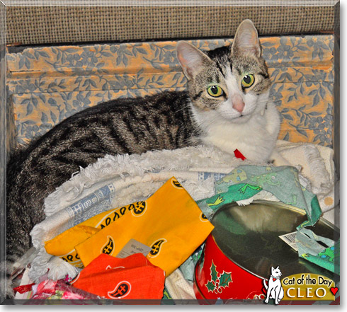 Cleo, the Cat of the Day