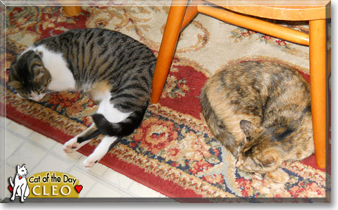 Cleo, the Cat of the Day Cleo, the Cat of the Day