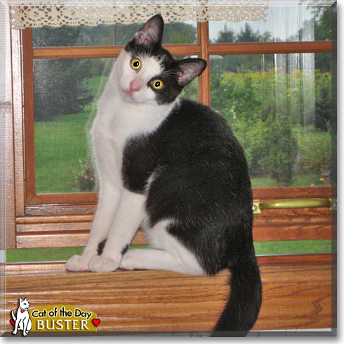 Little Buster, the Cat of the Day