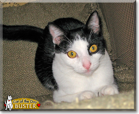 Little Buster, the Cat of the Day Little Buster, the Cat of the Day
