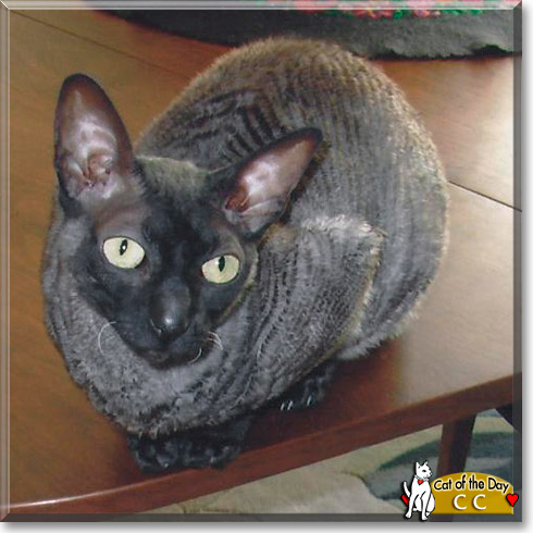 CC, the Cat of the Day