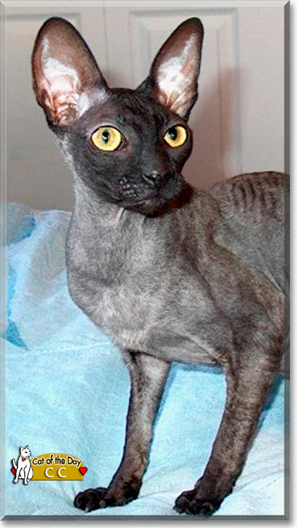 CC, the Cat of the Day CC, the Cat of the Day