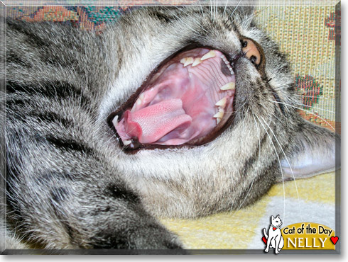 Nelly, the Cat of the Day