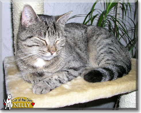 Nelly, the Cat of the Day Nelly, the Cat of the Day