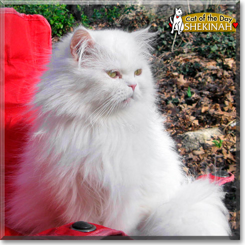 Shekinah, the Cat of the Day