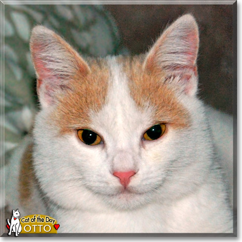 Otto, the Cat of the Day