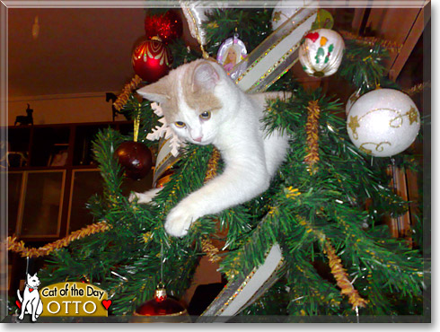 Otto, the Cat of the Day