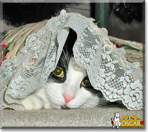 Oscar, the Cat of the Day