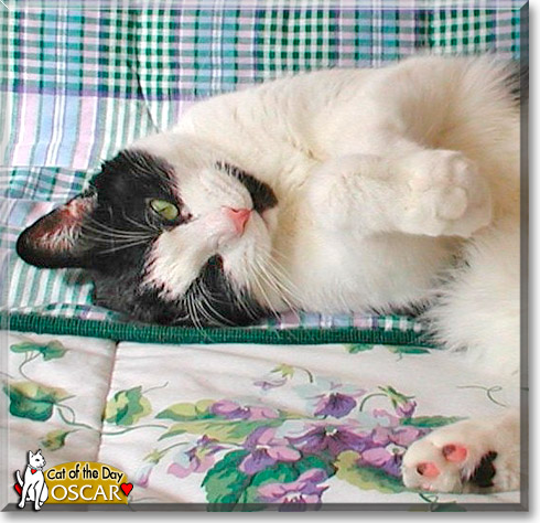 Oscar, the Cat of the Day Oscar, the Cat of the Day