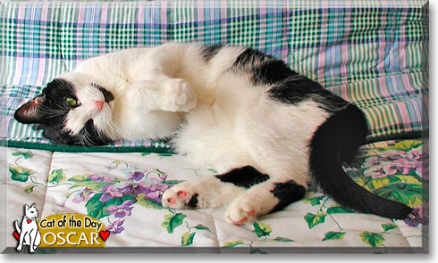 Oscar, the Cat of the Day Oscar, the Cat of the Day