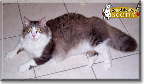 Scotty, the Cat of the Day