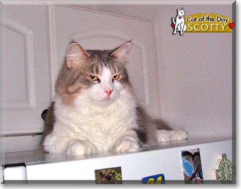 Scotty, the Cat of the Day Scotty, the Cat of the Day