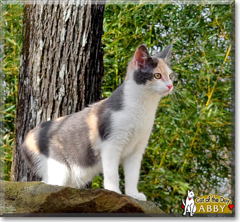 Abby, the Cat of the Day