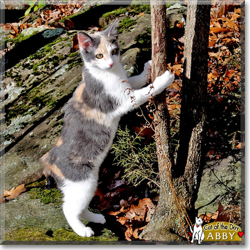 Abby, the Cat of the Day Abby, the Cat of the Day