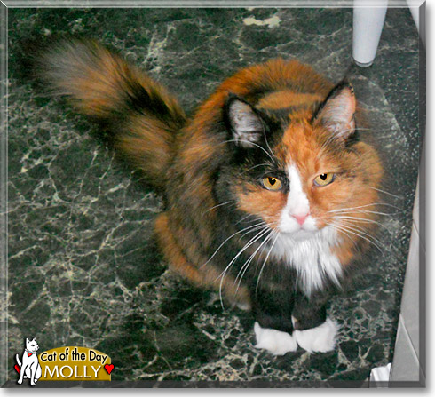 Molly, the Cat of the Day
