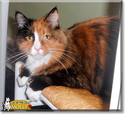 Molly, the Cat of the Day