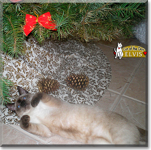 Elvis, the Cat of the Day