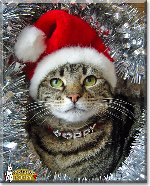 Poppy, the Cat of the Day