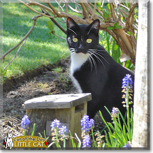 Little Cat, the Cat of the Day