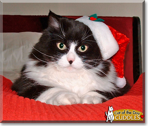 Cuddles, the Cat of the Day