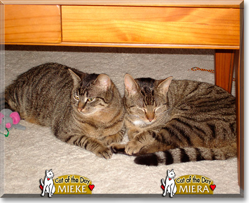 Mieke, Meira, the Cat of the Day